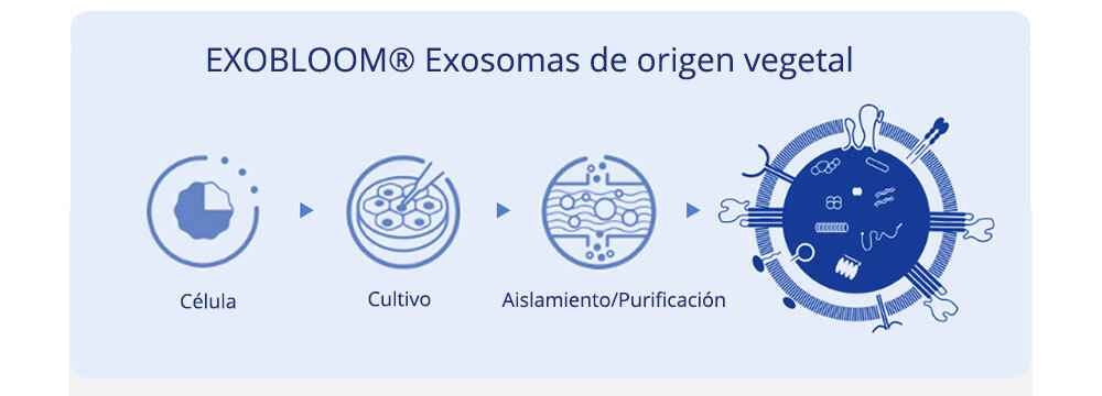&iquest;C&oacute;mo act&uacute;a EXOBLOOM&trade; en la piel