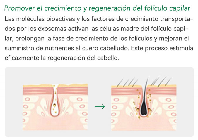 Los Mejores Productos Para Mesoterapia Capilar