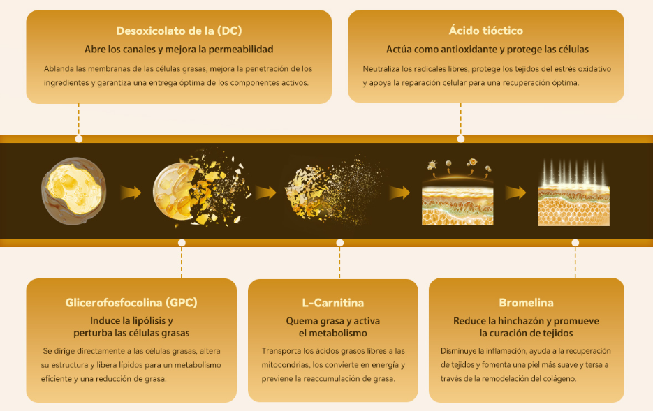 Solución Lipolítica