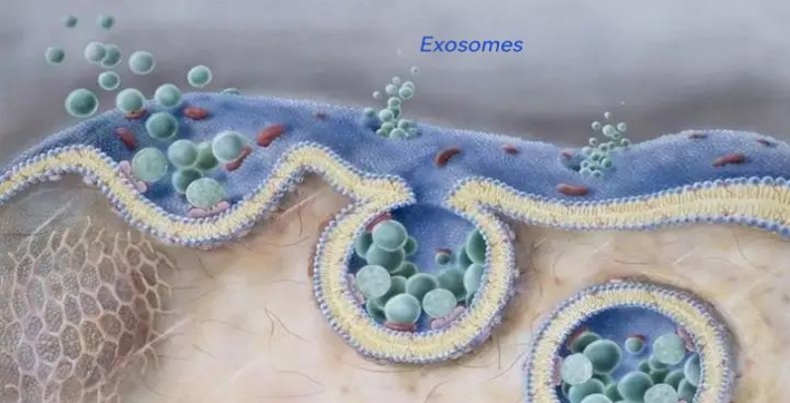 ¿Qué es un exosoma?
