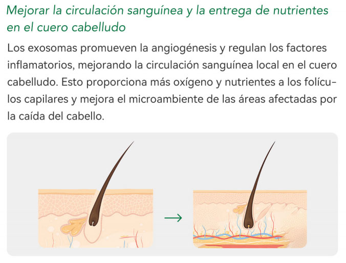 Los Mejores Productos Para Mesoterapia Capilar