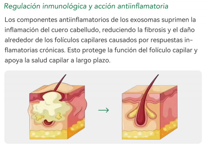 Los Mejores Productos Para Mesoterapia Capilar
